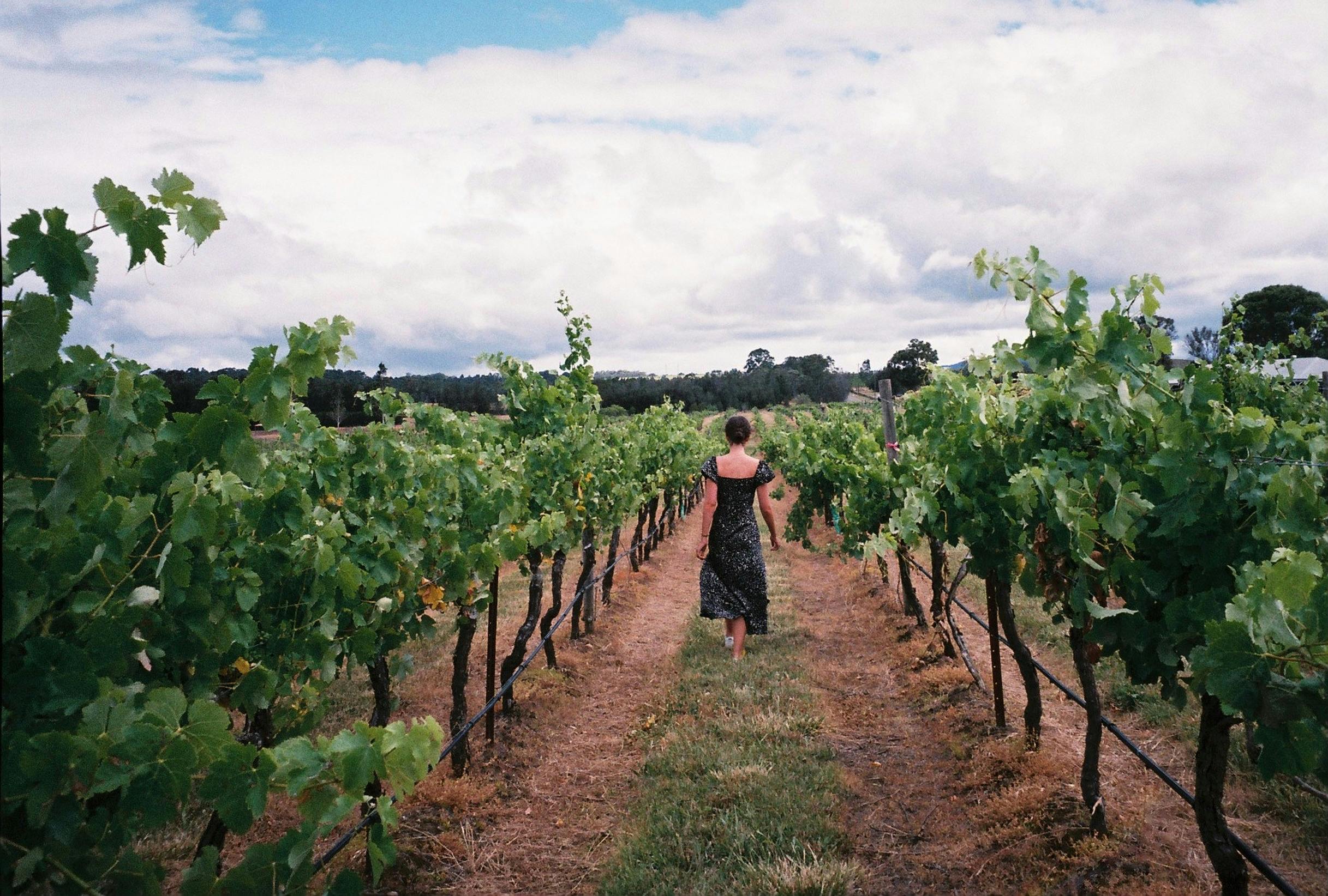 A woman walking through a vineyard in NSW, Australia under a bright sky.